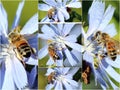 Collage of Honey Bees on Chicory Flowers Royalty Free Stock Photo