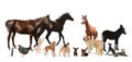 Collage with horses and other pets on background. Banner design Royalty Free Stock Photo