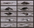 A Collage of a Humpback Whale  as It Begins Its Sounding Dive Royalty Free Stock Photo