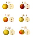 Collage with illustrations of apple varieties Royalty Free Stock Photo