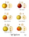 Collage with illustrations of apple varieties, Plate 1 Royalty Free Stock Photo