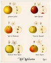 Collage with illustrations of apple varieties, Plate 1 Royalty Free Stock Photo