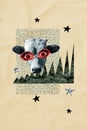 Collage image picture of funny domestic animal cow with big eyes isolated on creative drawing background