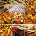 A collage of images with beautiful Autumn leaves Royalty Free Stock Photo