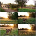 Collage Of Cattle Droving And Kangaroos Royalty Free Stock Photo