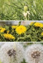 A collage of images of dandelions. Royalty Free Stock Photo