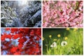 Collage images of four seasons Royalty Free Stock Photo