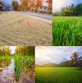 Collage of images Rice field on Bohol, Philippines
