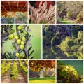 Collage Of Images Of A Vineyard And Its Surrounding Landscapes Royalty Free Stock Photo