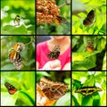 Collage insect butterfly on black background