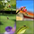 Collage of insects