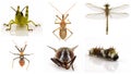 Collage Of Insects On White Background