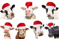 Collage of isolated cows, bulls and cattles on white background. New year or christmas animals concept Royalty Free Stock Photo
