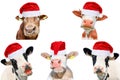 Collage of isolated cows, bulls and cattles on white background. New year or christmas animals concept Royalty Free Stock Photo