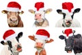 Collage of isolated cows, bulls and cattles on white background. New year or christmas animals concept Royalty Free Stock Photo