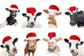 Collage of isolated cows, bulls and cattles on white background. New year or christmas animals concept Royalty Free Stock Photo