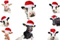 Collage of isolated cows, bulls and cattles on white background. New year or christmas animals concept Royalty Free Stock Photo