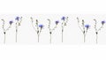 Collage of isolated dried out cornflower blossoms with forget-me-not flower stem on a white background Royalty Free Stock Photo