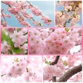 Collage - japanese cherry tree with blossoms at springtime