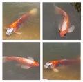 Collage of koi swimming in a water, colorful japanese carp fish swimming in pond. Royalty Free Stock Photo