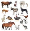 Collage livestock isolated on white Royalty Free Stock Photo