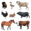 Collage livestock isolated on white Royalty Free Stock Photo