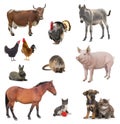 Collage livestock isolated on white Royalty Free Stock Photo