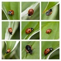 Collage of macro photo of ladybug on the green leaf. Royalty Free Stock Photo