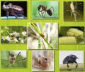 Collage of macro photos of insects