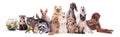 Collage made with different animals sitting against white background. Fish, chinchilla, ferret, cat, parrot, rabbit