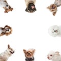 Collage made of funny dogs different breeds looking at camera isolated on white studio background. Frontal camera view Royalty Free Stock Photo