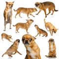 Set with images of small dog, purebred chihuahua isolated over white background. Concept of beauty, breed, pets, animal