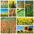 Collage made of photos about agriculture. Royalty Free Stock Photo