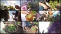 Ripe Grape Harvest, Wine Concept - Photo Collage