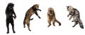 Collage made of portraits of 4 cats jumping, flying, having fun isolated on white studio background. Royalty Free Stock Photo