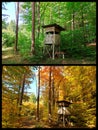 Collage magical change of nature in two weeks deerstand in woodland