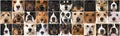 Collage of many different breed dog heads Royalty Free Stock Photo