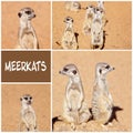 A Collage Of Meerkat Images