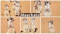 Collage Of Meerkats