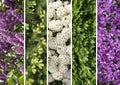 Collage mix of herbs and flowers photoes Royalty Free Stock Photo