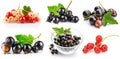 Collage set currant berries with green leaf isolated on white Royalty Free Stock Photo