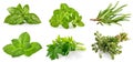 Collage mix set of Fresh green basil leaves. Organic herb