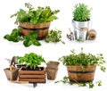 Collage set fresh spicy herb in basket isolated on white Royalty Free Stock Photo