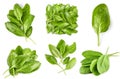 Collage set Spinach bunch of fresh green leaf Healthy eating bed Royalty Free Stock Photo