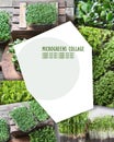 Collage of Mixed Microgreens. Royalty Free Stock Photo