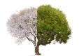 Collage mixed tree image consist of summer and winter mating par