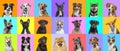 Collage of multiple dogs head portrait photos on a multicolored background of a multitude of different bright colors