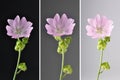 Collage Musk mallow on dark background Royalty Free Stock Photo