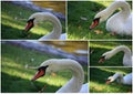 Collage of Mute swan Royalty Free Stock Photo
