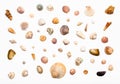 Collage from natural dried sea shells on white